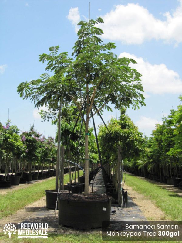 300-Gal-Samanea-Saman-Rain-Tree-Monkey-Pod-Tree