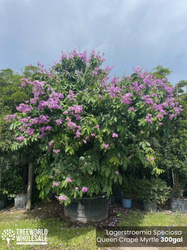 300 Gal - Lagerstroemia Speciosa - Queen Crape Myrtle