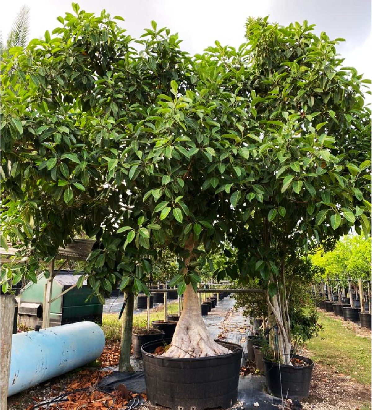 Strangler Fig Tree - Ficus Aurea for Sale in Florida | Treeworld
