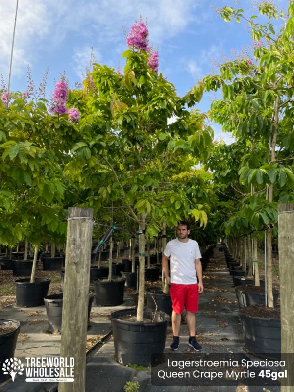 45 Gal - Lagerstroemia Speciosa - Queen Crape Myrtle