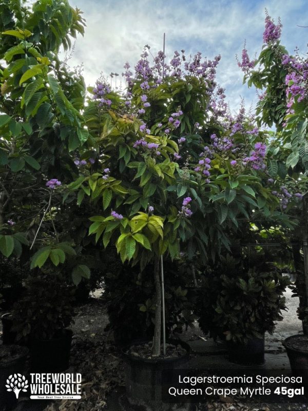 45 Gal - Lagerstroemia Speciosa - Queen Crape Myrtle