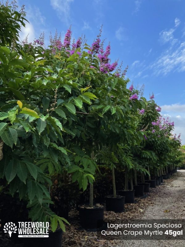 45 Gal - Lagerstroemia Speciosa - Queen Crape Myrtle