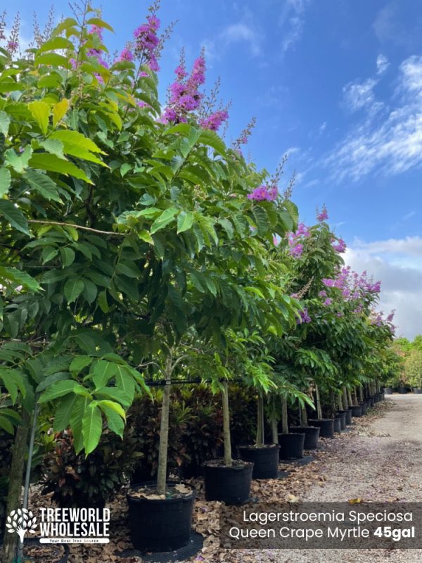 45 Gal - Lagerstroemia Speciosa - Queen Crape Myrtle