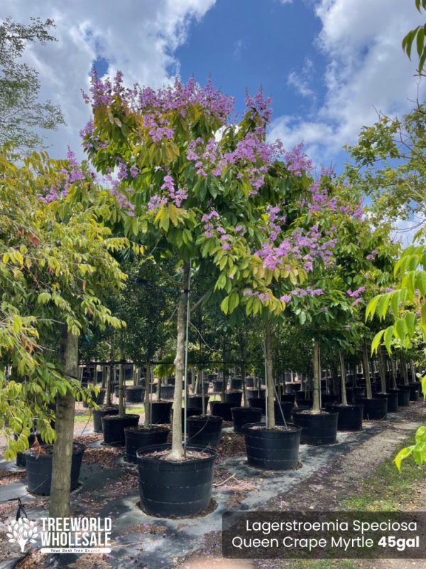 45 Gal - Lagerstroemia Speciosa - Queen Crape Myrtle