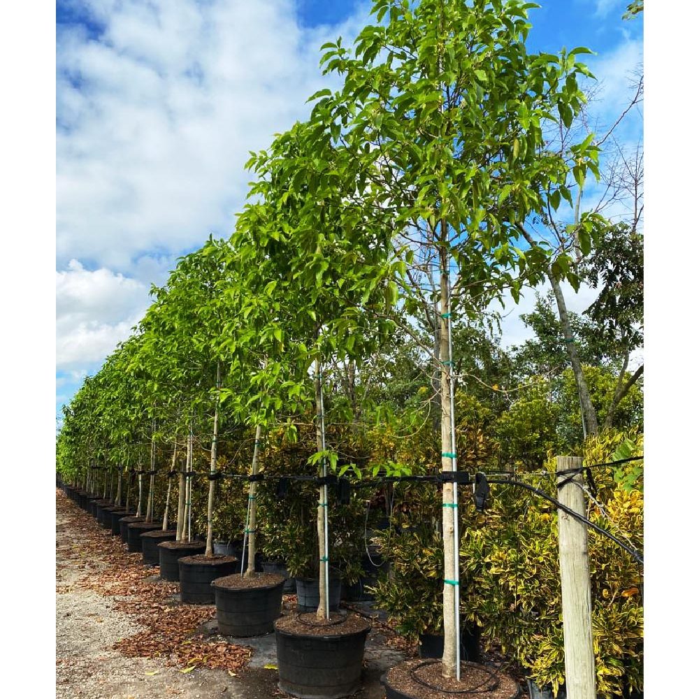White Champaca Tree - Michelia x Alba Tree for Sale Florida
