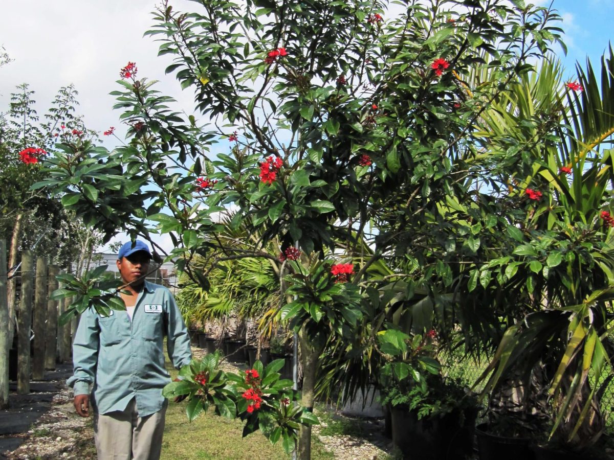 Jatropha Integerrima Peregrina Tree For Sale In Florida