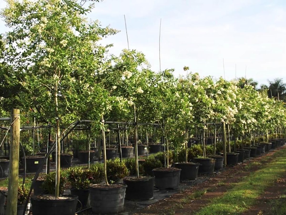 45gallagerstroemiaindica-row1-