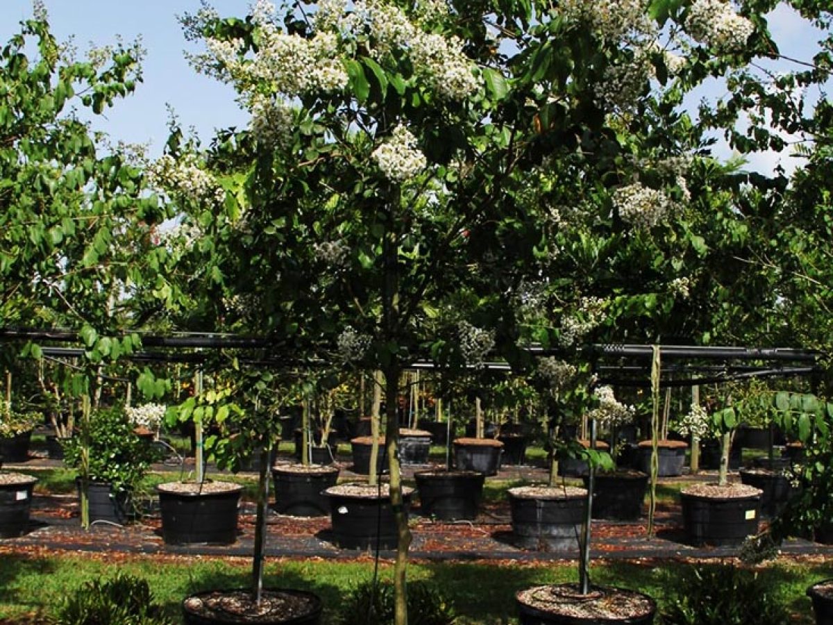 Lagerstroemia Indica For Sale: Natchez White Tree | Treeworld
