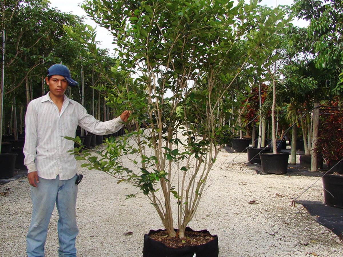 45galligustrumjaponicum1-