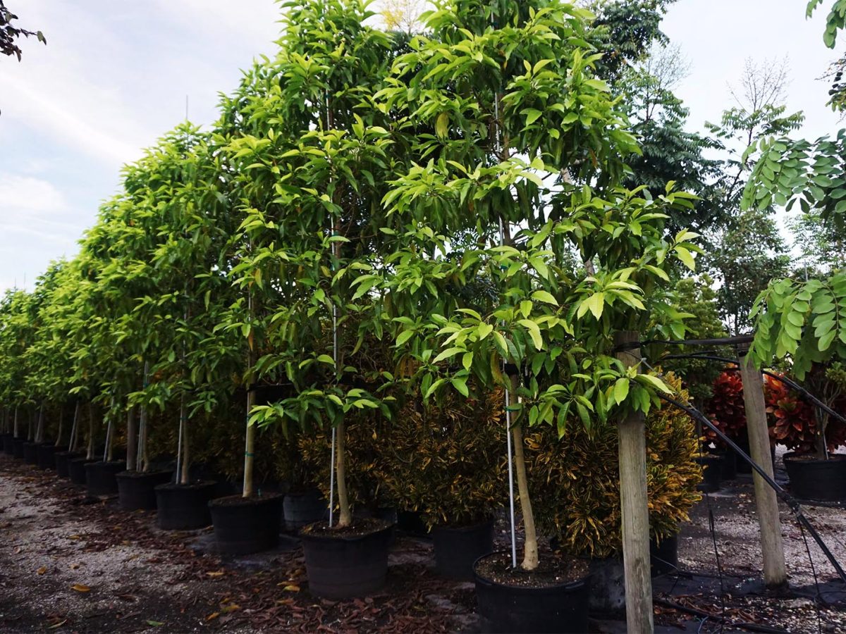 Michelia Champaca Tree - Orange Champaca for Sale Florida