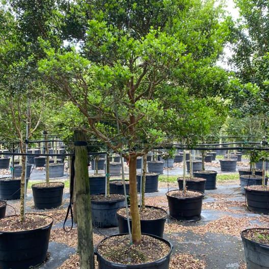 フィカス・ウンベラータ 8号 145cm S-shaped tree form フィカス・ウンベラータ 8号 145cm S-shaped tree form フィカス