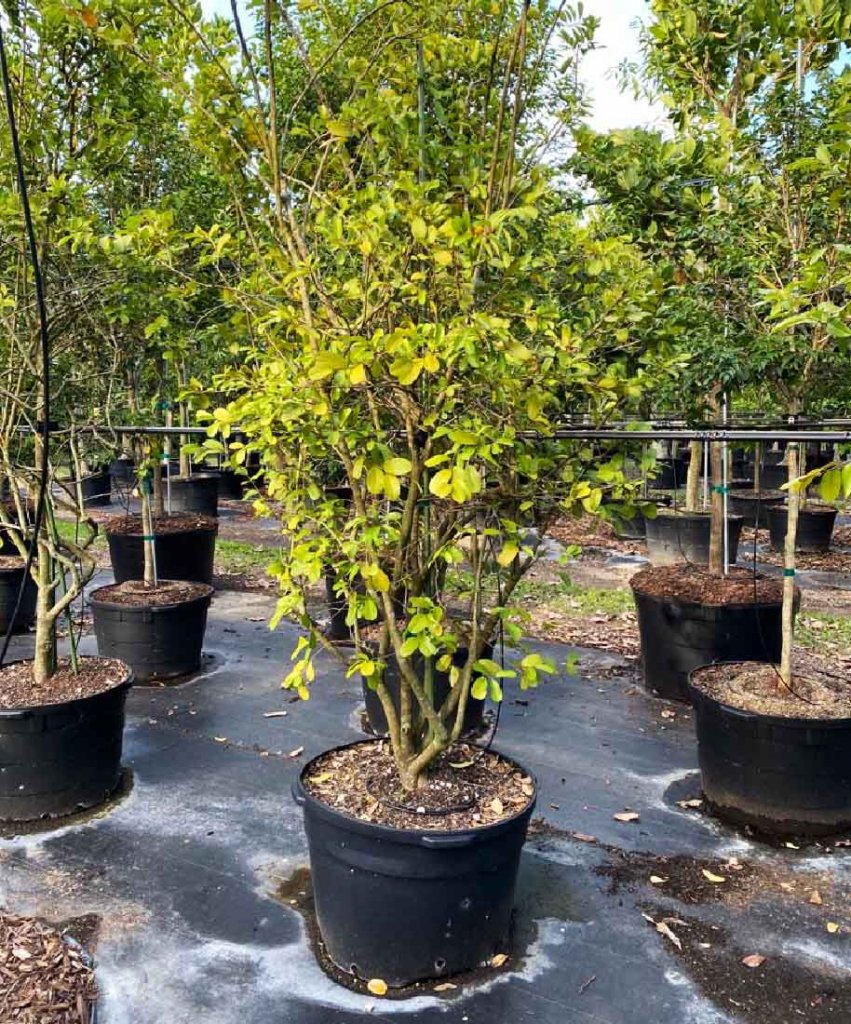 Capparis Flexuosa | Treeworld Wholesale