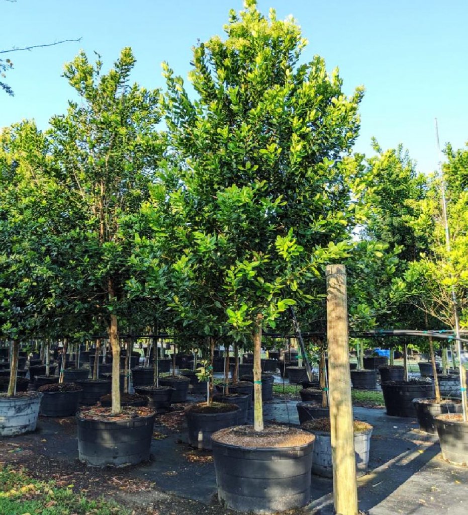 Drought Tolerant Trees: Definition & Examples | Treeworld Wholesale