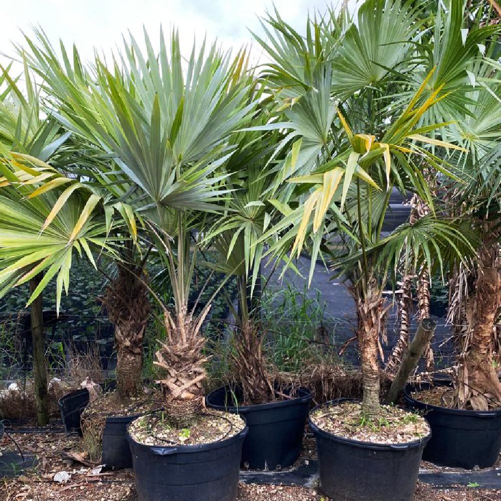 Key Thatch Palm Tree - Leucothrinax Morrisii for Sale Florida