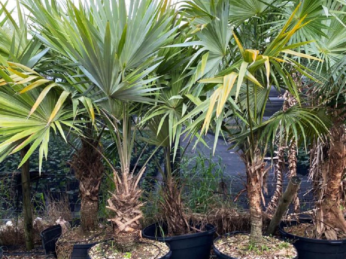 PALMS L WITCH タチウオ　タイラバ 50galleucothrinaxmorisii-