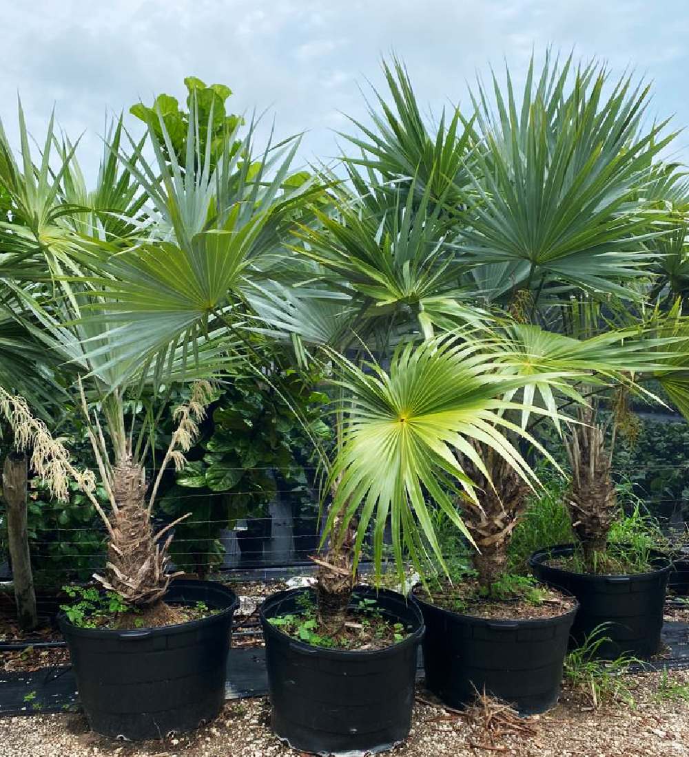 Key Thatch Palm Tree - Leucothrinax Morrisii for Sale Florida