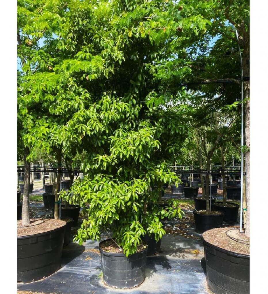 Ardisia Escallonioides - Marlberry Tree for Sale Florida | TreeWorld ...