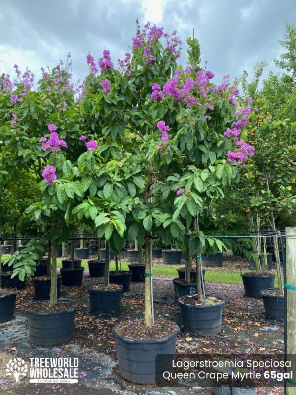 65 Gal - Lagerstroemia Speciosa - Queen Crape Myrtle