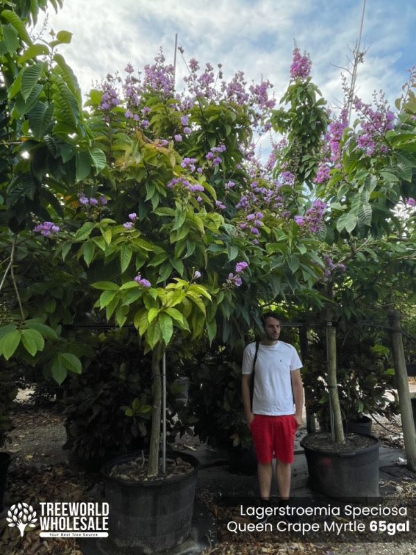 65 Gal - Lagerstroemia Speciosa - Queen Crape Myrtle