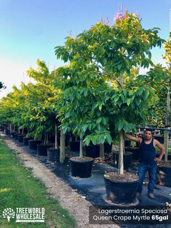 65 Gal - Lagerstroemia Speciosa - Queen Crape Myrtle