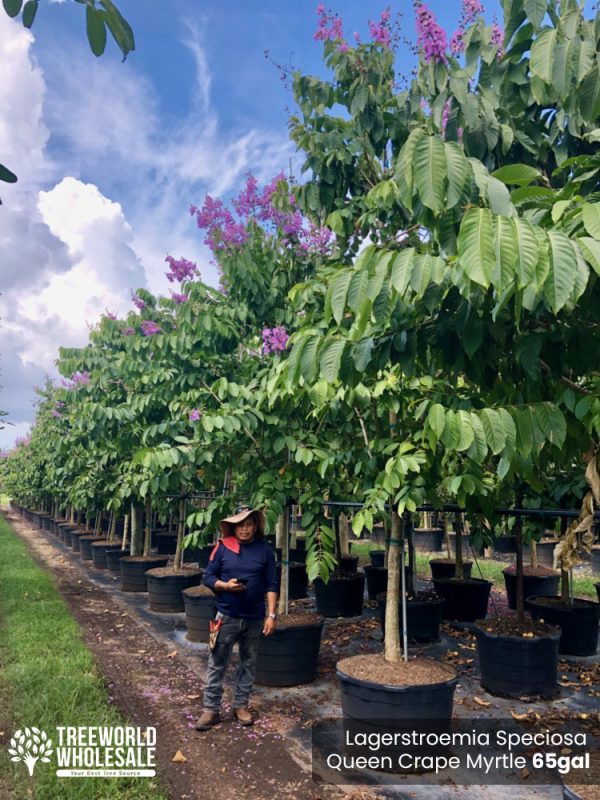 65 Gal - Lagerstroemia Speciosa - Queen Crape Myrtle