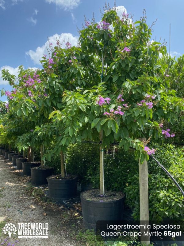 65 Gal - Lagerstroemia Speciosa - Queen Crape Myrtle