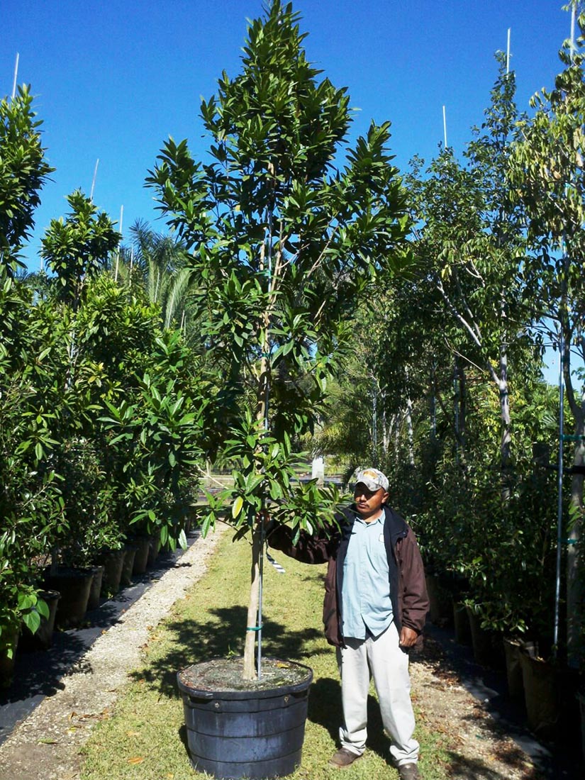 Pimenta Dioica | Treeworld Wholesale