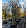 Components Of Trees 65 gallons crape myrtle tree row at TreeWorld Wholesale