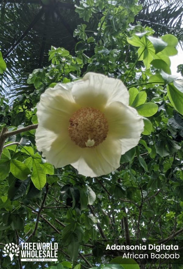 Adansonia Digitata - African Baobab - Flower