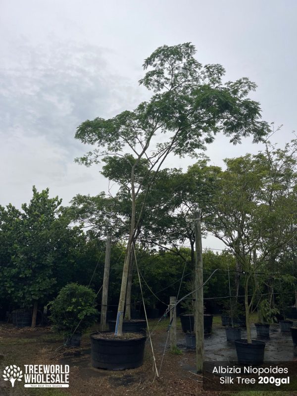 Albizia Niopoides - Silk Tree -200gal