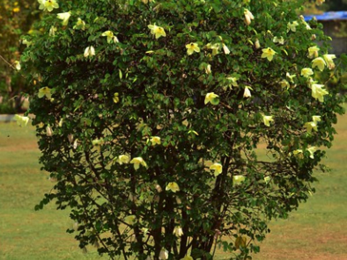 Bauhinia-tomentosa2020-01-