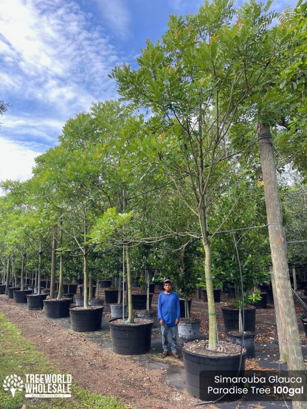 Bursera Simaruba Gumbo Limbo 100gal