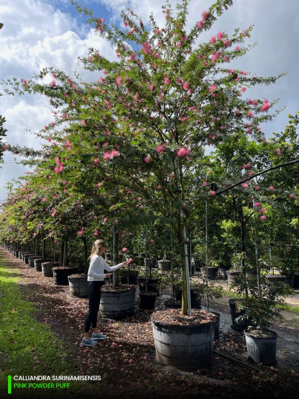 Calliandra Surinamisensis - Pink Powder Puff