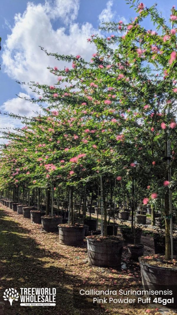 Calliandra Surinamisensis Pink Powder Puff 45gal