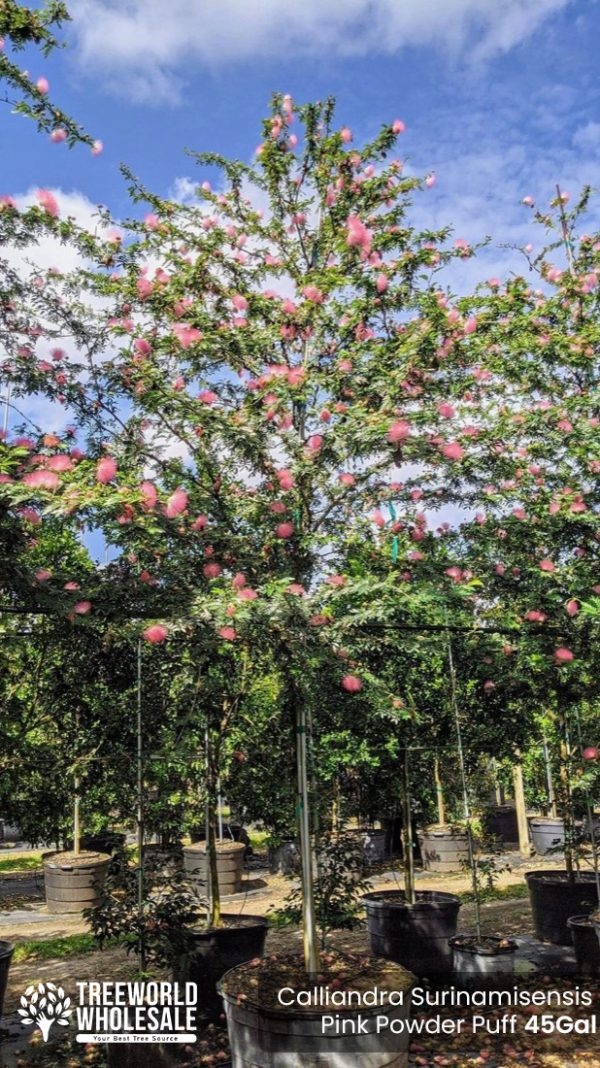 Calliandra Surinamisensis - Pink Powder Puff - 45gal