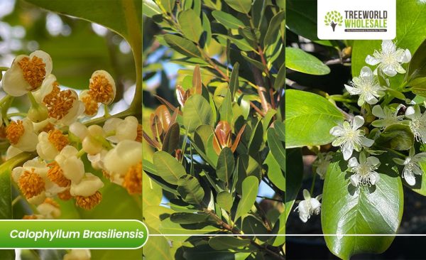 Calophyllum Brasilensis - Flower - Leaf