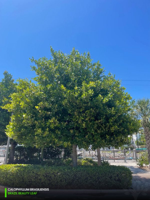 Calophyllum Brasilensis - Landscape - Street Tree