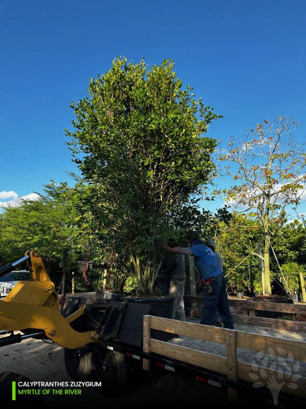 Calyptranthes Zuzygium - Myrtle of the river