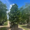 Canella Winterana - Cinammon Bark - 200 gal