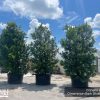 Canella Winterana - Cinnamon Bark - 200 gal