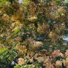 Cassia x Nealiae - Rainbow Shower - Flower
