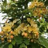 Cassia × nealiae 'Lunalilo Yellow' - Yellow Rainbow Shower - Flower