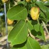 Cassia × nealiae 'Lunalilo Yellow' - Yellow Rainbow Shower - Leaf