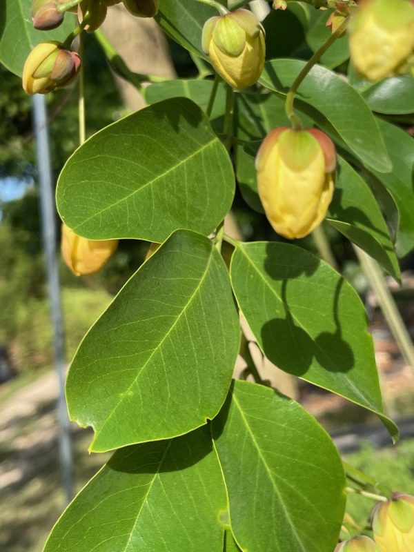 Cassia × nealiae 'Lunalilo Yellow' - Yellow Rainbow Shower - Leaf