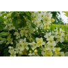 Cassia × nealiae 'Queen's Hospital White - White Rainbow Shower - Flower