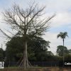 Ceiba Pentandra - Kapok - Specimen