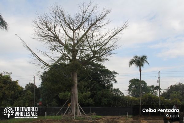 Ceiba Pentandra - Kapok - Specimen