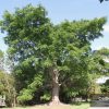 Ceiba Pentandra - Kapok - Specimen