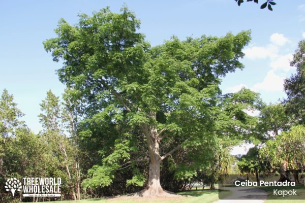 Ceiba Pentandra - Kapok - Specimen