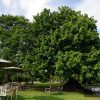 Ceiba Pentandra - Kapok - Specimen